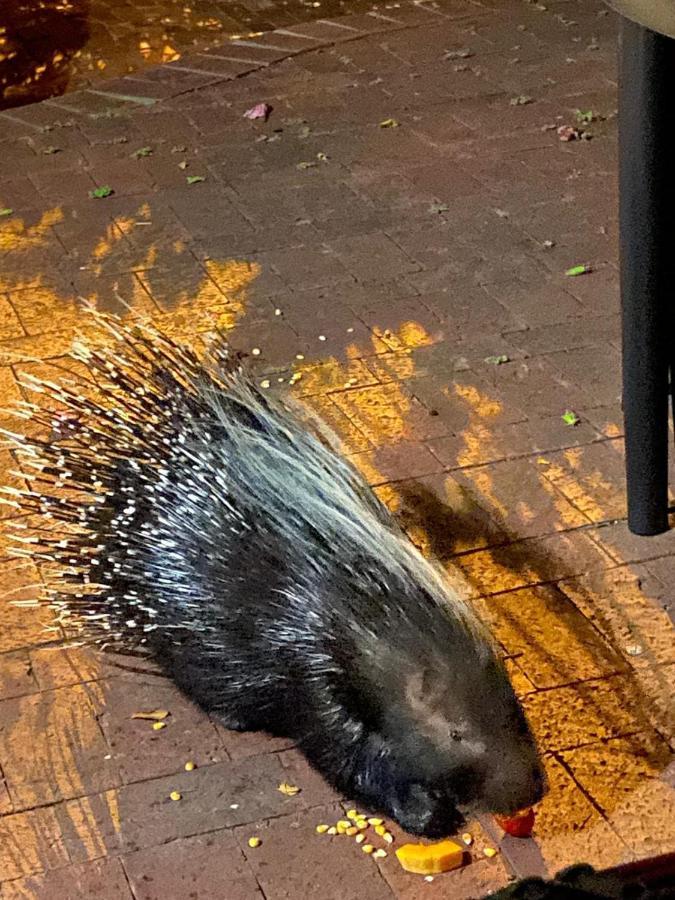 西蒙镇Porcupine Walk公寓 外观 照片